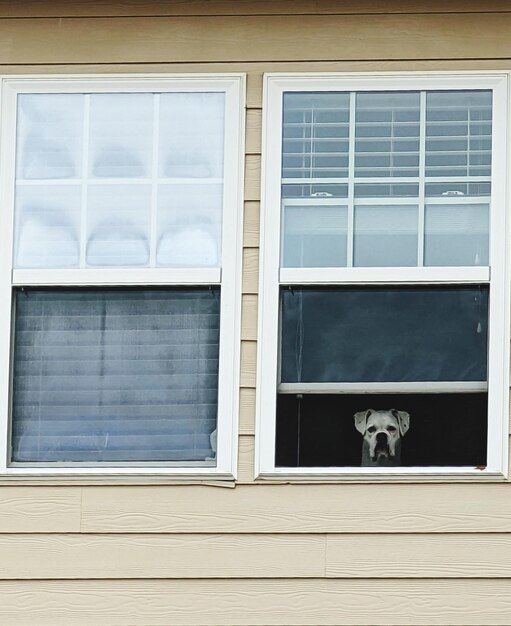 Vinyl Windows2